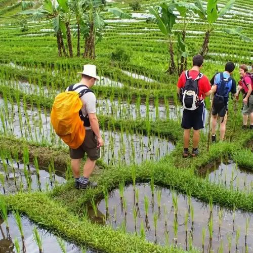 Jatiluwih, Bali — UNESCO Rice Terraces • Trekking • Nature