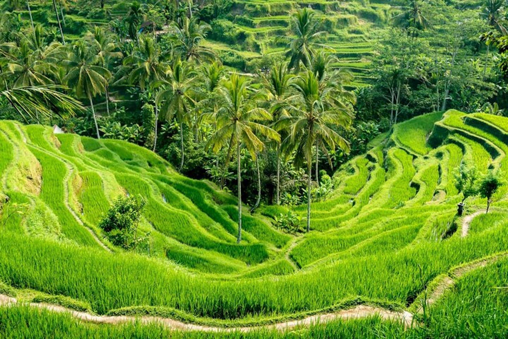 Ubud Sacred Temples & Rice Terrace Journey in Ubud